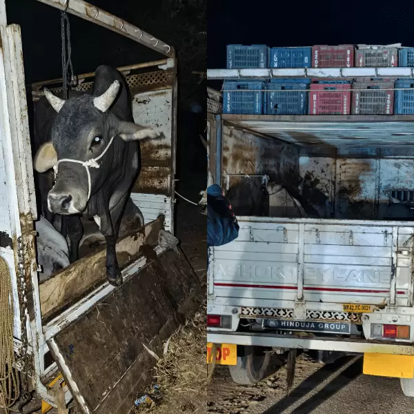 ImgResizer_20241221_1832_20331