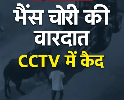 इटावा: लरखौर गांव में दुस्साहसिक चोरी, भैंस लूट की वारदात CCTV में कैद