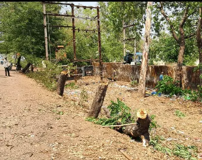 "एक पेड़ मां के नाम", बाकी पेड़ 'ठेकेदार के नाम' — ग्यारसपुर में हरे-भरे पेड़ों की बलि!