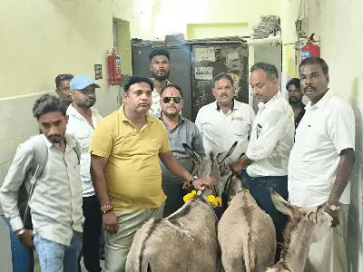 अनोखा विरोध: कांग्रेस पार्षदों ने सीएमओ को सौंपे 'गधे', कहा- ‘निर्माण कार्य ठप, अब यही करेंगे विकास’