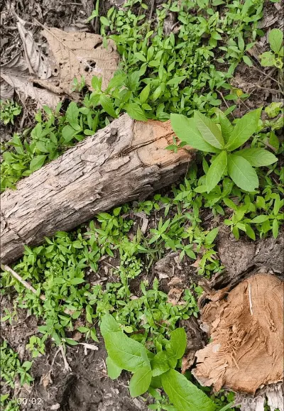 विदिशा: बेशकीमती सागौन के जंगल पर 'हरा सोना' माफिया की टेढ़ी नजर! क्या वन विभाग जानबूझकर आंखें मूंदे है?