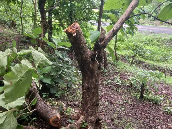 सागौन के हरे वृक्षों पर चली कुल्हाड़ी, मुहम्मदगढ़ बीट में वन माफिया बेखौफ